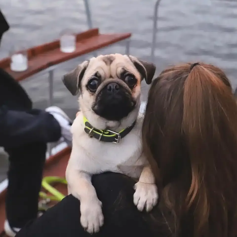 Mops v náručí hostky na palubě lodi